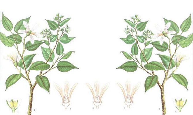 成為全球龍腦產(chǎn)業(yè)的引領者，遠景智庫為新晃龍腦制定發(fā)展戰(zhàn)略規(guī)劃